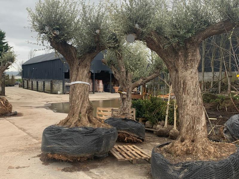 Gardening with Jo: New arrivals from the continent to spruce up your spring garden