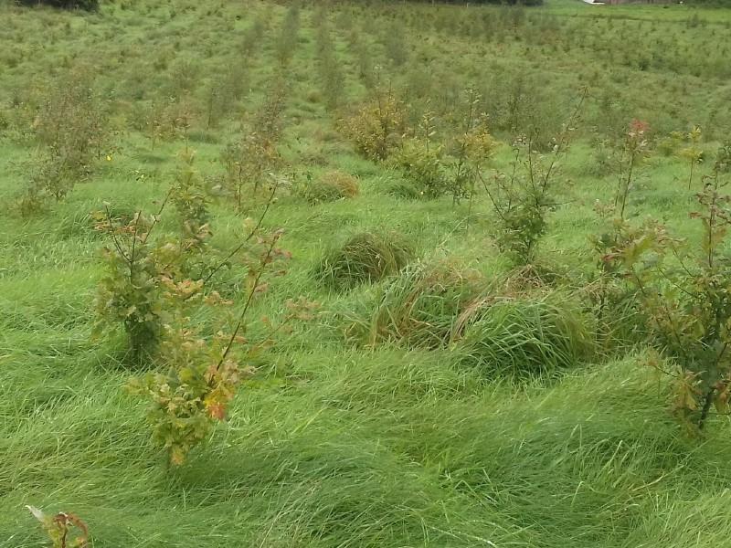 Forestry establishment walk in Kildare this March