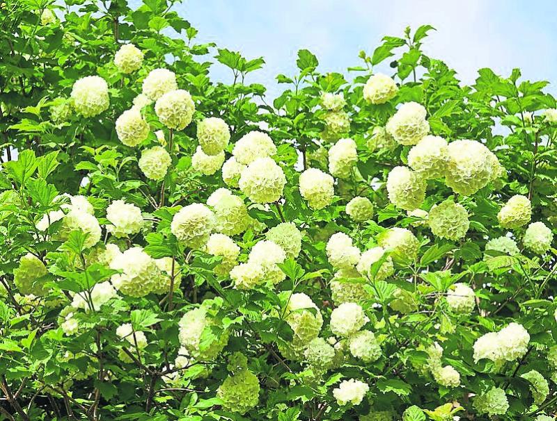 Gardening with Jo: Time to tidy the midsummer mess