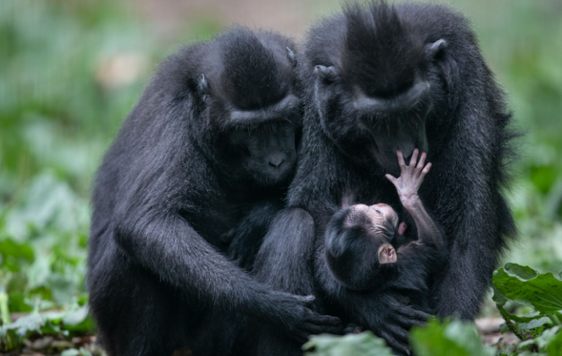 Cuteness overload! Baby monkey arrives at Tayto Park 