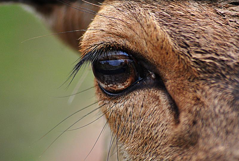 Deer hunting season opens for licensed hunters in Kilkenny