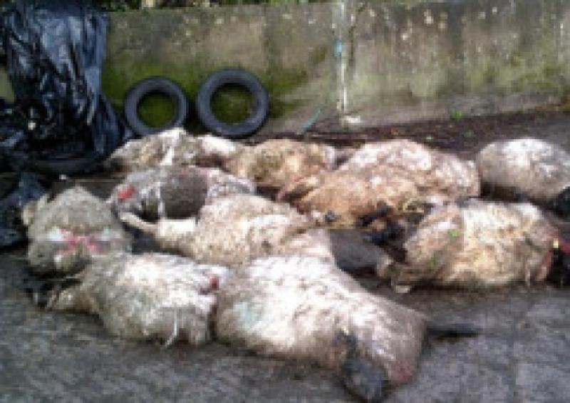 HORRIFIC: Tipperary gardaí investigating another sheep kill in the Premier County