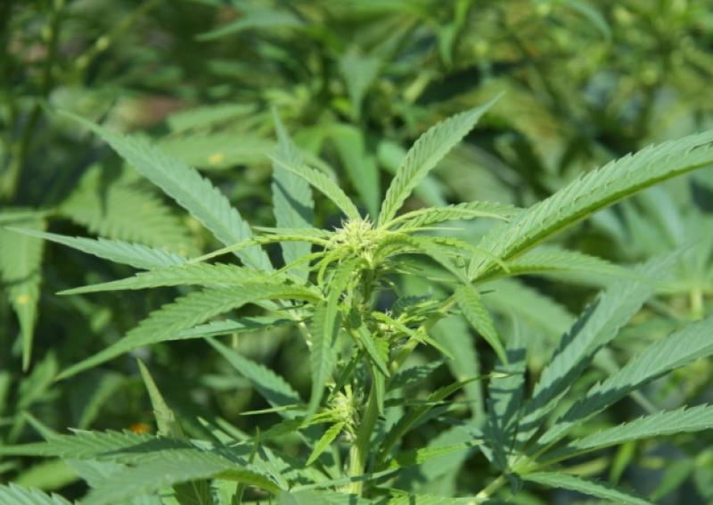 Woman (30s) arrested in connection with seizure of €17,000 worth of cannabis plants at county Tipperary house