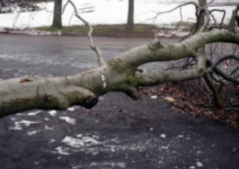 Fallen tree.