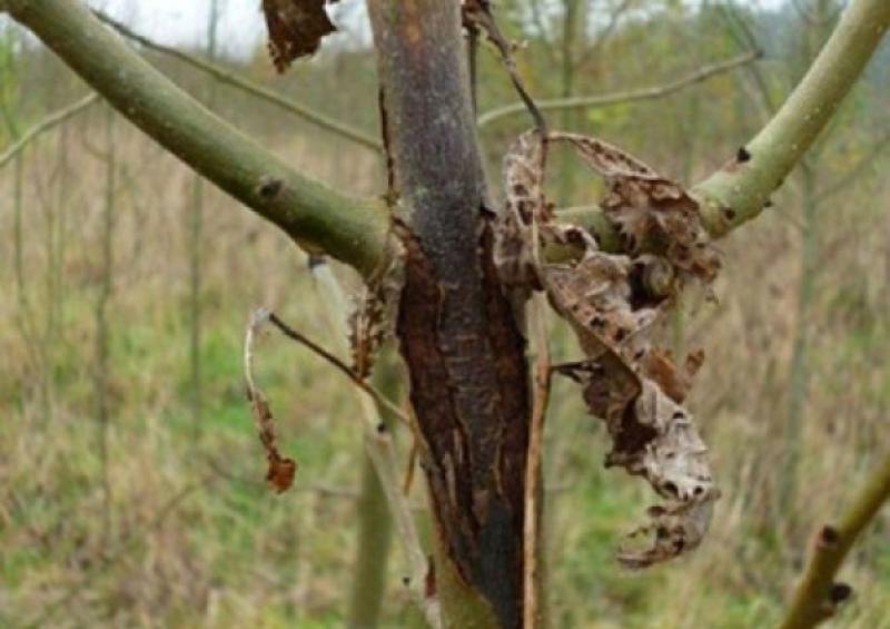 Tipperary council urged to write to landowner requesting them to remove diseased roadside ash trees