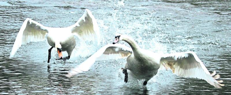 Tipperary Heritage Week: Bio blitz in Cabragh Wetlands to help count wildlife