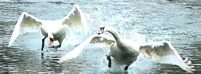 Heritage Week in Tipperary: Citizen science project  at Cabragh Wetlands