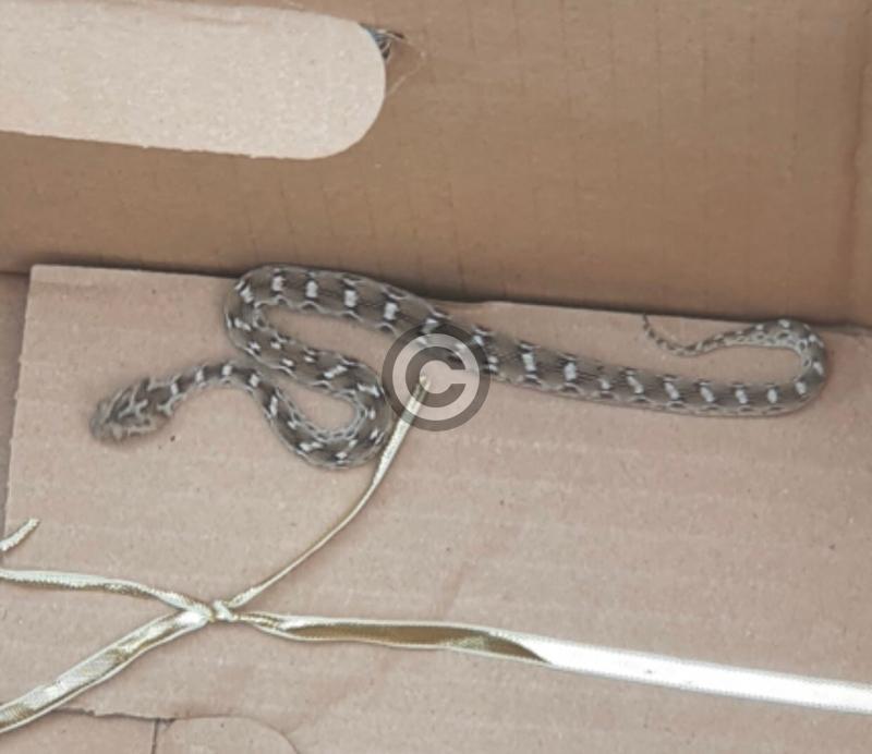 Deadly snake rescued in Manchester after surviving 4,000-mile trip from Pakistan