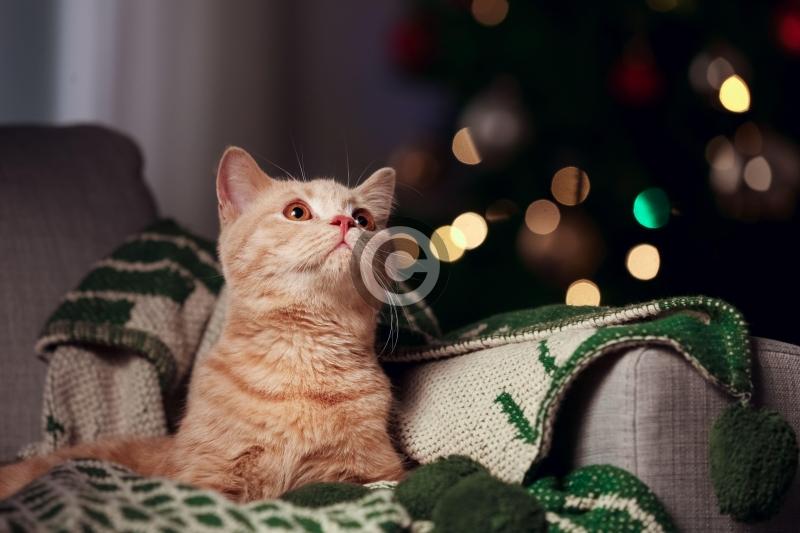 Why we’d much rather stay in on Christmas Eve