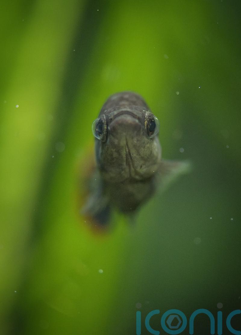Fish brought back from extinction with help from zoo