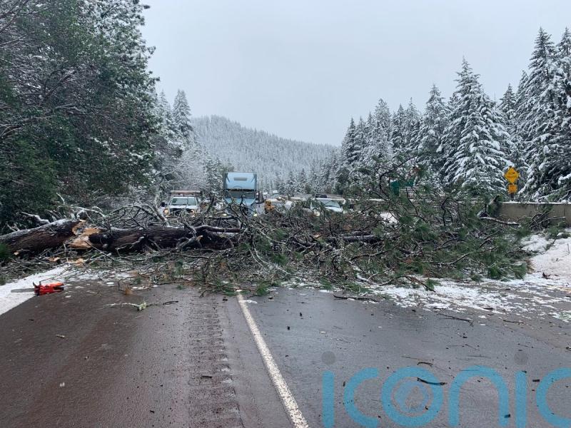Lucky escape for US driver as tree falls on vehicle