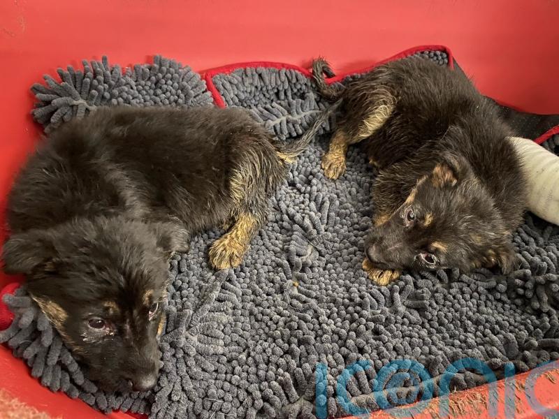 Animal charity in ‘responsible pet ownership’ plea as puppies found abandoned