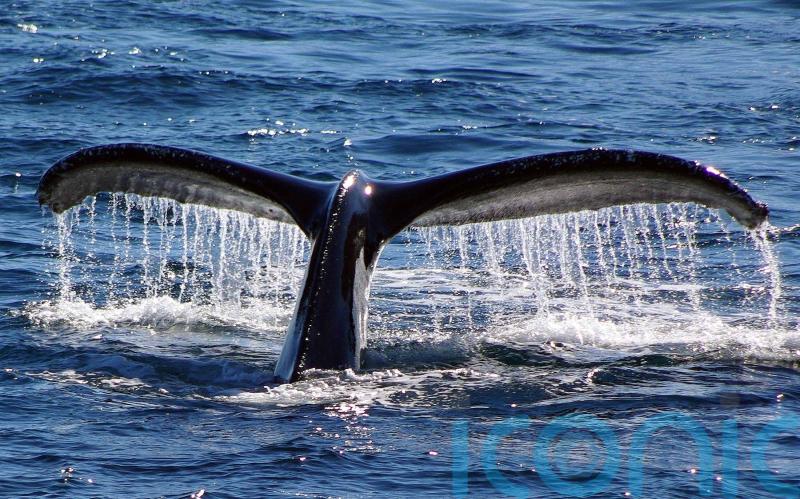 Humpbacks making a comeback and Wally the walrus on tour: the UK’s seas in 2021