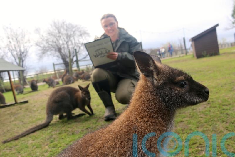 Wallabies weighed and millipedes measured for wildlife park’s animal count