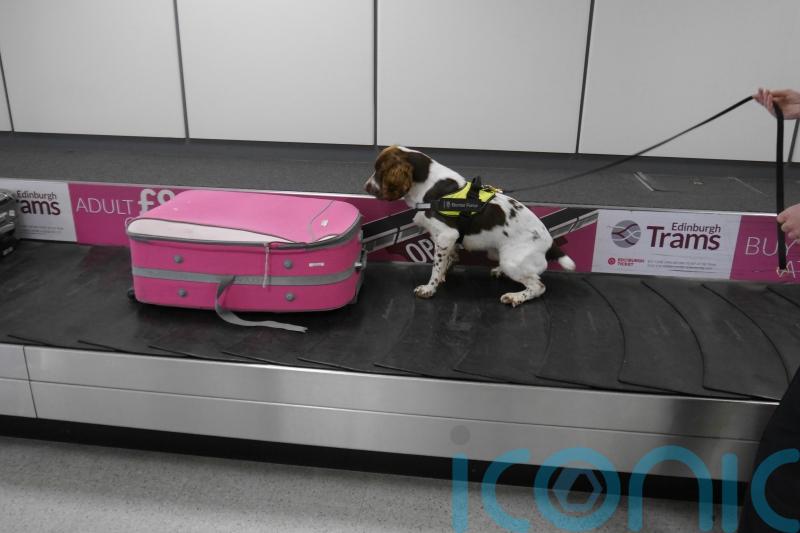 Detector dogs start work to help sniff out exotic diseases