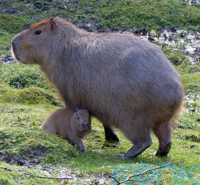 Zoo celebrates arrival of capybara pups during ‘perfect’ weather