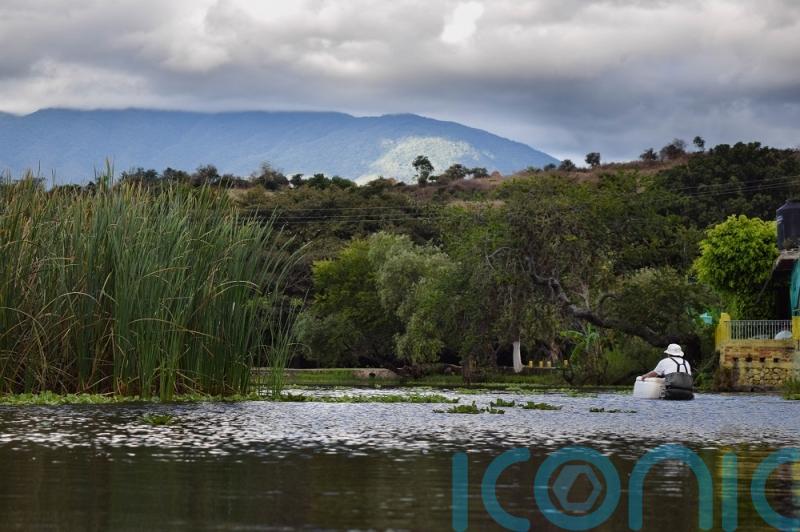 Mexican fish reintroduced to its river after becoming extinct in the wild