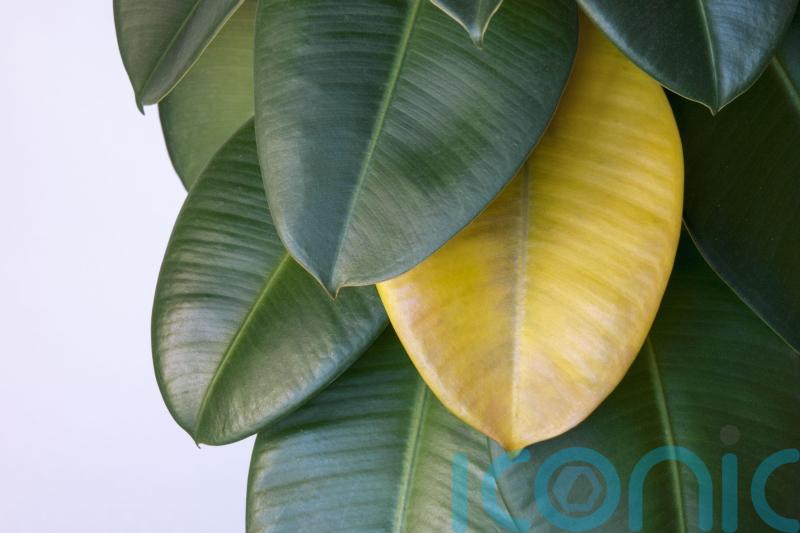 Worried your gifted houseplant is dying already? Here’s how to show them some TLC