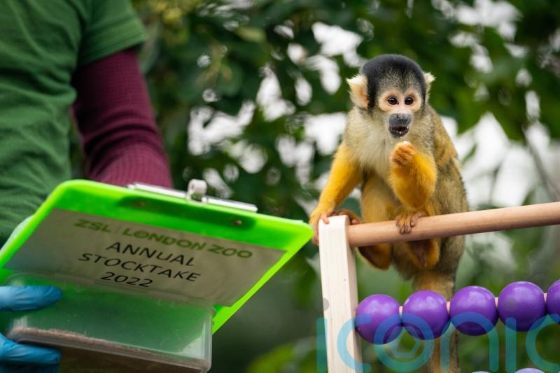 In Pictures: Count us in… animals look to help as zoo launches annual audit
