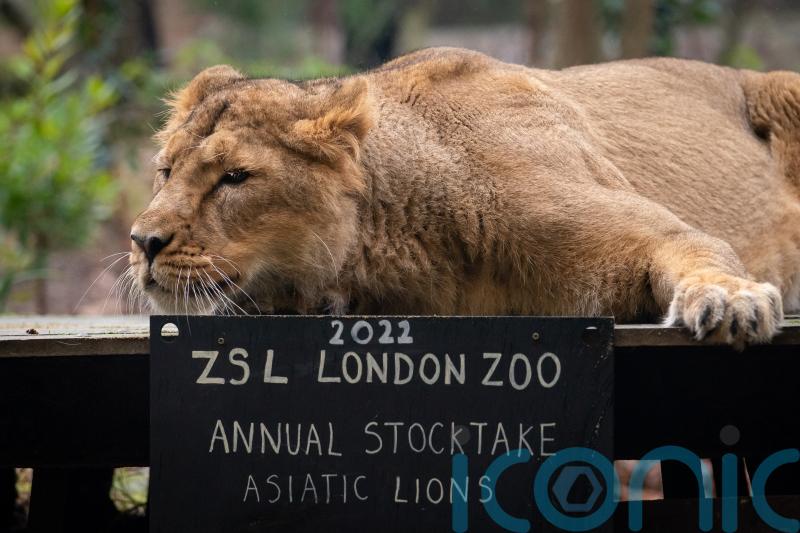 Keepers get counting for annual week-long London Zoo stocktake