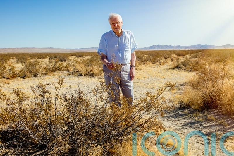 Sir David Attenborough on the world’s plant life: ‘We better jolly well care for it’