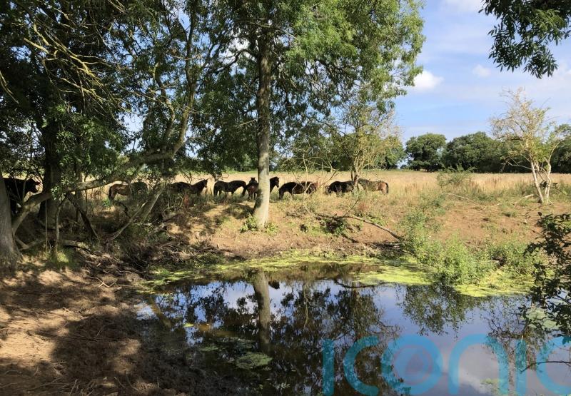 Farmers and landowners to bid for funds to ‘rewild’ countryside