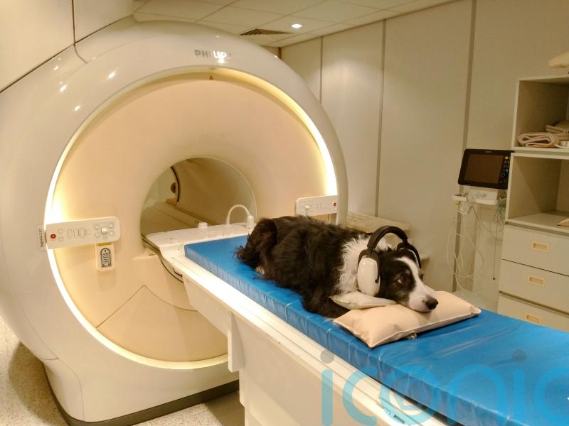 Who’s a clever boy? Dogs can distinguish between languages, study suggests
