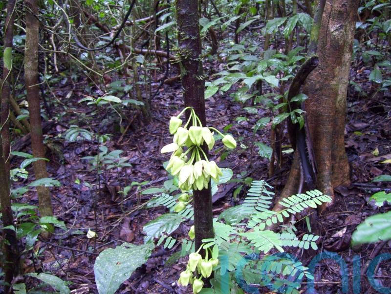Tropical tree named after Leonardo DiCaprio is first new species of 2022 – Kew