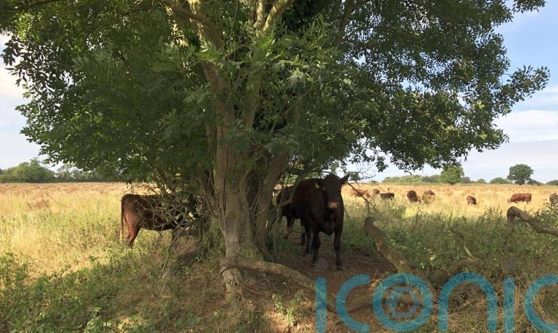 Farmers to be paid to deliver ‘fundamental’ changes to landscapes