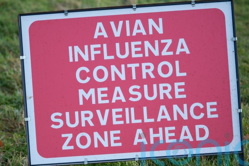 Human case of bird flu detected in UK