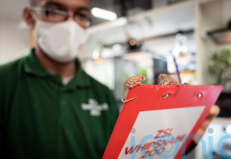 Annual stocktake of nearly 10,000 animals under way at UK’s largest zoo