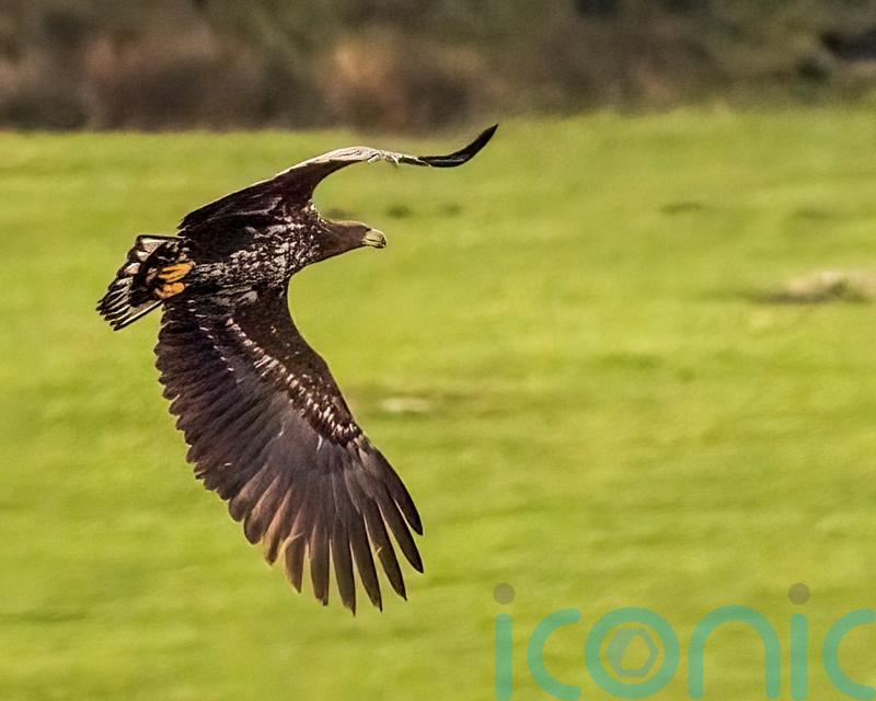 Bird of prey known as the ‘flying barn door’ spotted in Cornwall