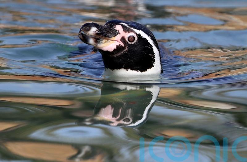 Avian malaria outbreak kills around 70% of Humboldt penguin colony at Dudley Zoo