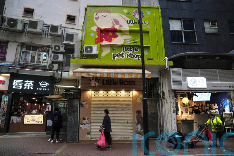 Hong Kong to cull 2,000 hamsters after positive Covid tests