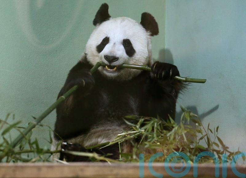 Giant pandas stay chubby on bamboo diet thanks to gut bacteria – study