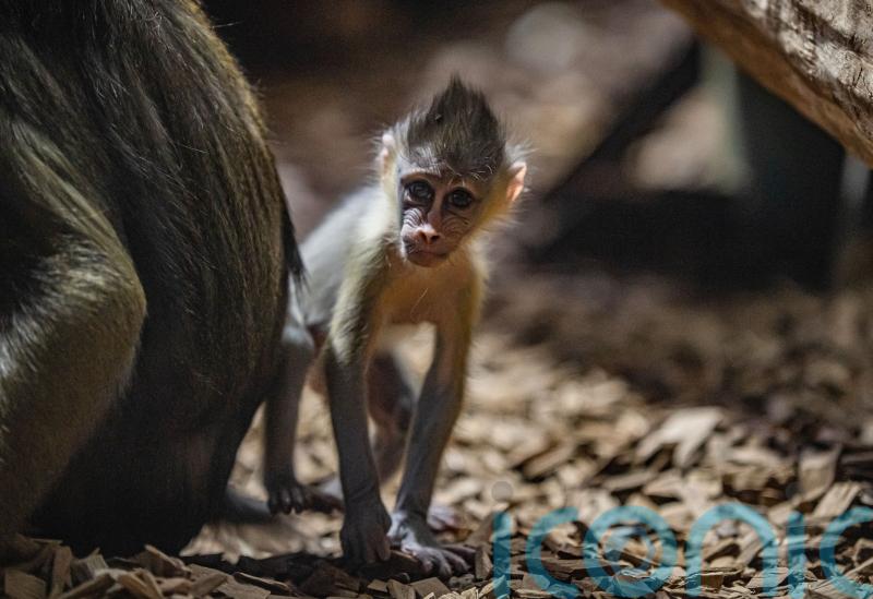 Mandrill babies born five weeks apart after 10-year gap at zoo