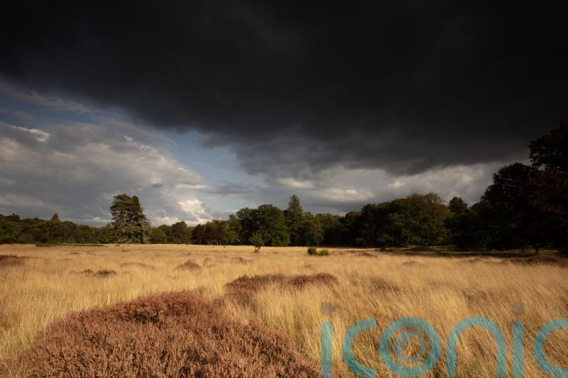 Poll finds more than four-fifths of people back rewilding in Britain