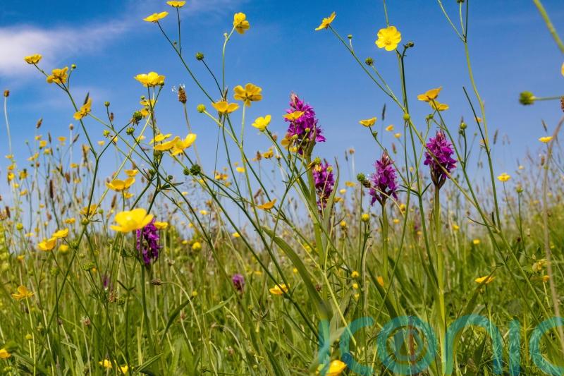 Rewilding support grows: 8 ways to help your garden (and the world) become wilder