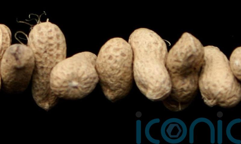 Study examines peanut allergy treatment for children