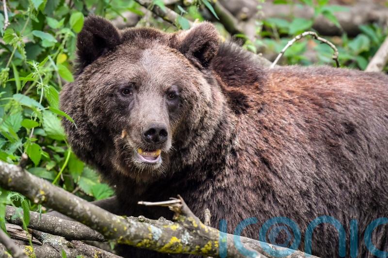 Brown bears switch habitats to hunt reindeer and moose calves, study finds
