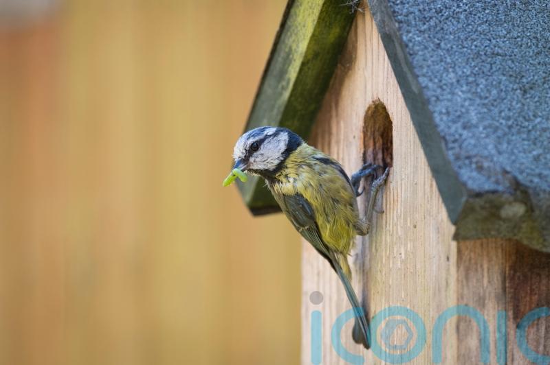 How can you encourage birds to use your nestboxes?