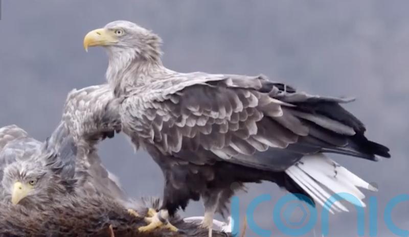 Winterwatch captures record-breaking bird 16 years after TV debut