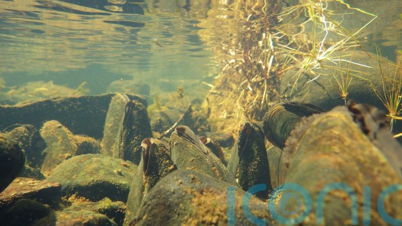 £11.7m funding for projects to restore bogs, rivers and rare mussels