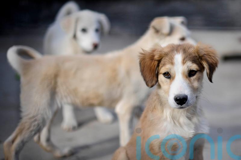 PM accused of lying over animal charity Nowzad’s Afghan rescue as emails surface