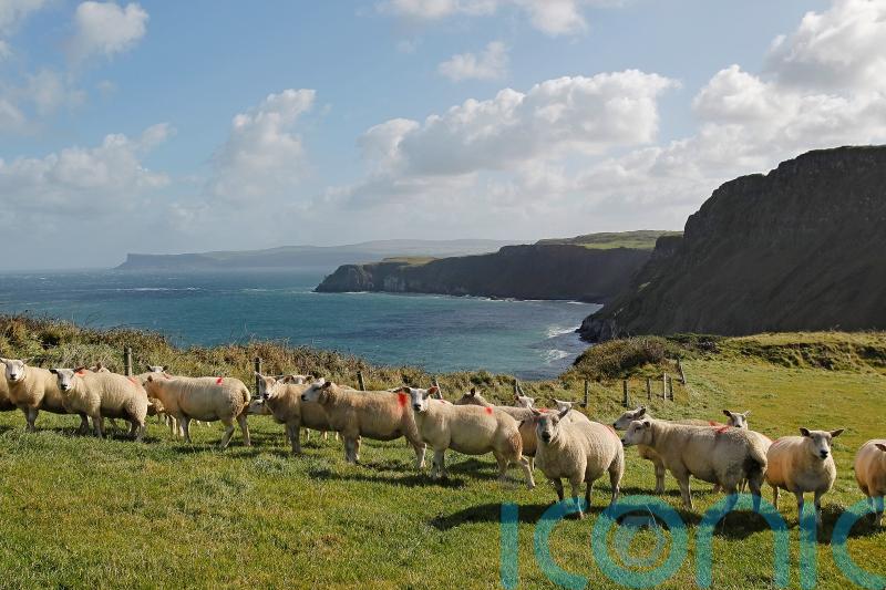 Northern Ireland farmers left in no man&rsquo;s land by protocol trade rules, MPs told