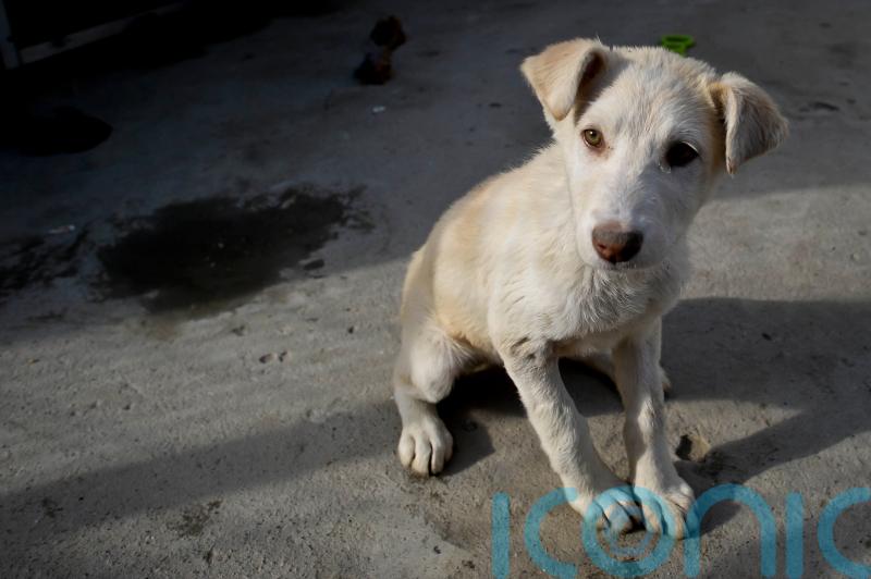 Foreign Office mandarin ‘not aware’ of any PM involvement in Nowzad evacuation