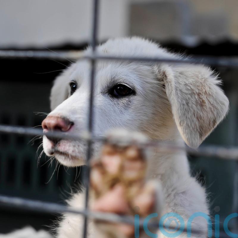 Minister disputes evidence suggesting PM ‘authorised’ animal airlift from Kabul