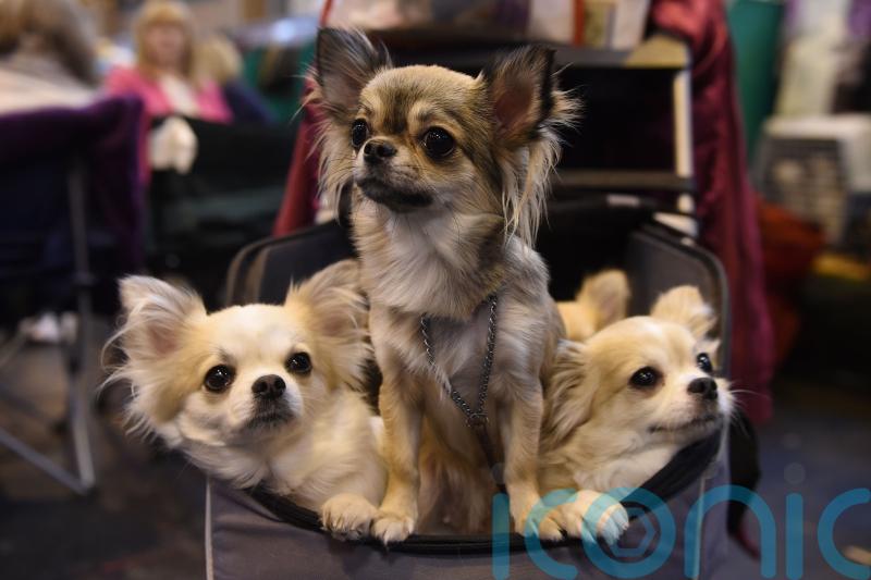 Chihuahuas share gene that makes them small with ancient wolves, study suggests