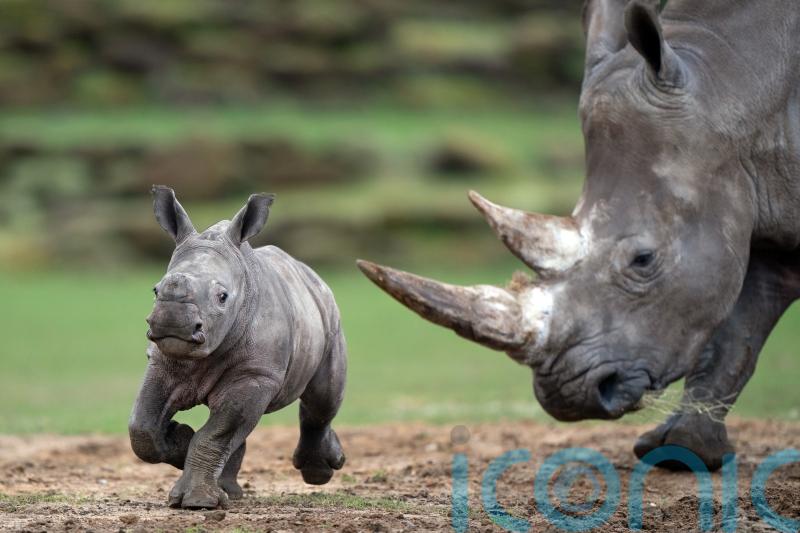 Six-week-old rhino calf explores enclosure for first time