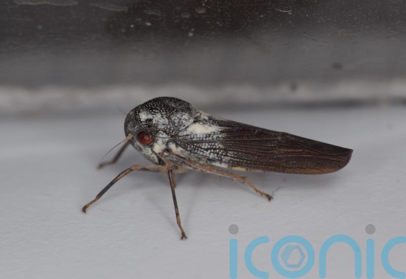 New insect species identified by uniquely shaped male reproductive organs